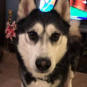 Meet your Posher, Logan